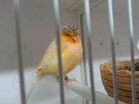 /album/norwich-2014/buff-hen-2013-jpg/